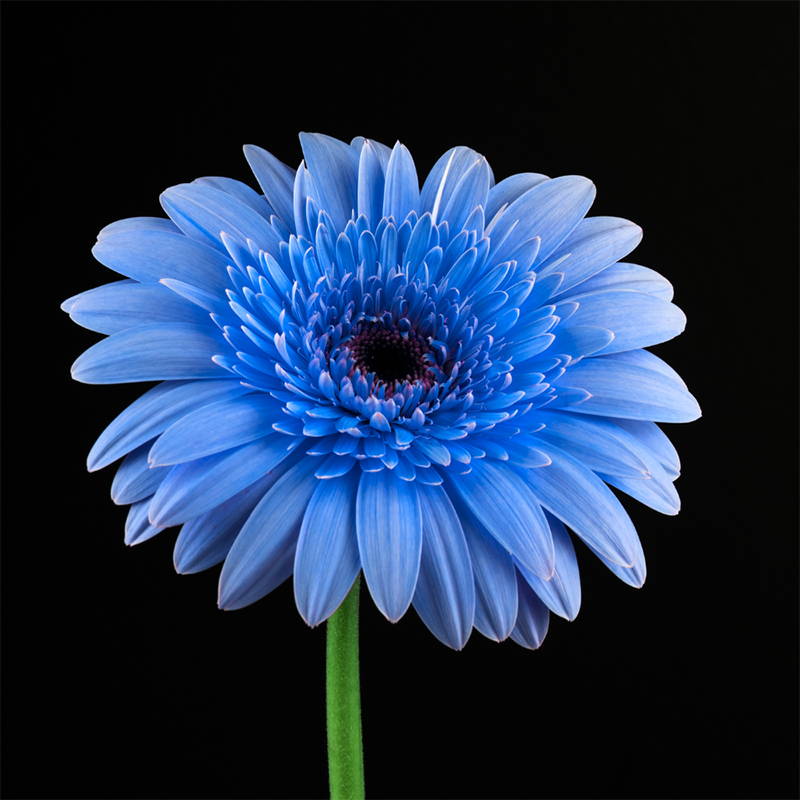 blue-daisy