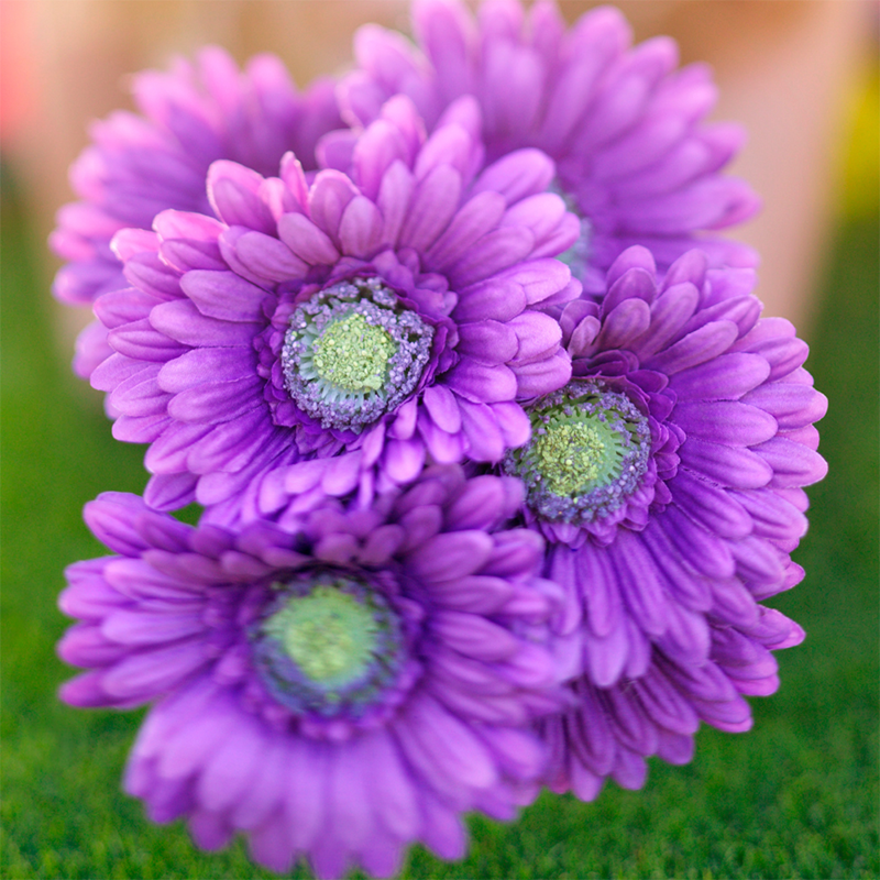 lavender-daisy