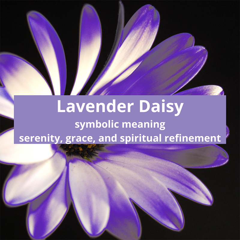 lavender-daisy-symbolic-meaning
