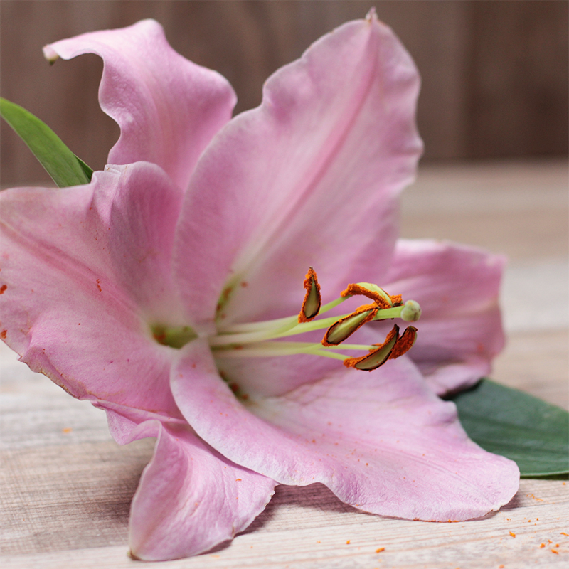 pink-lily-flower