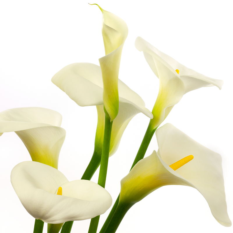 white-lilies