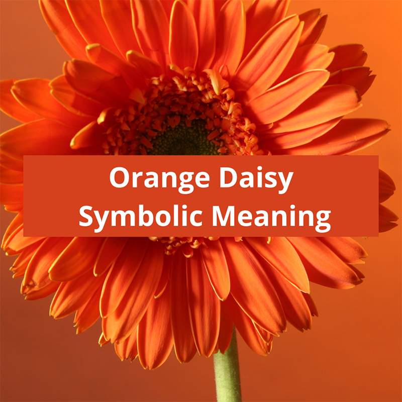 Orange-Daisy-symbolic-meaning