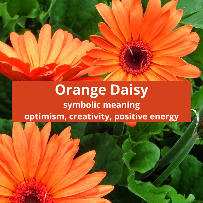 orange-daisy-symbolic-meaning