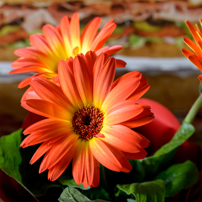 orange-daisy