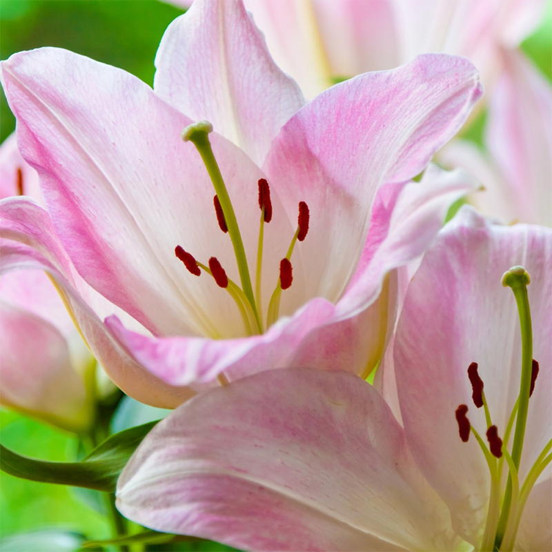 pink-lily