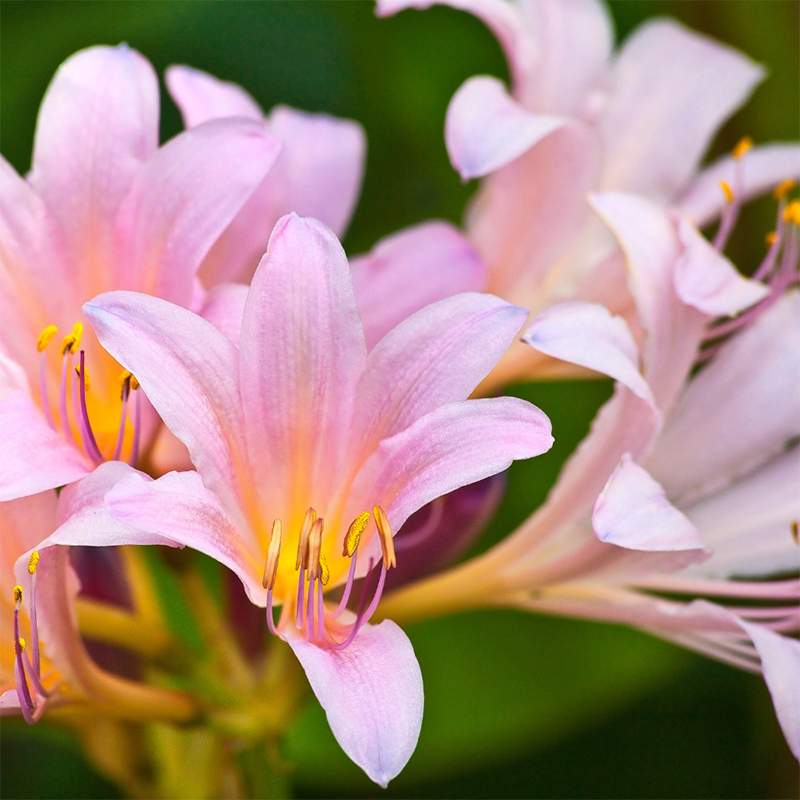pink-lilies