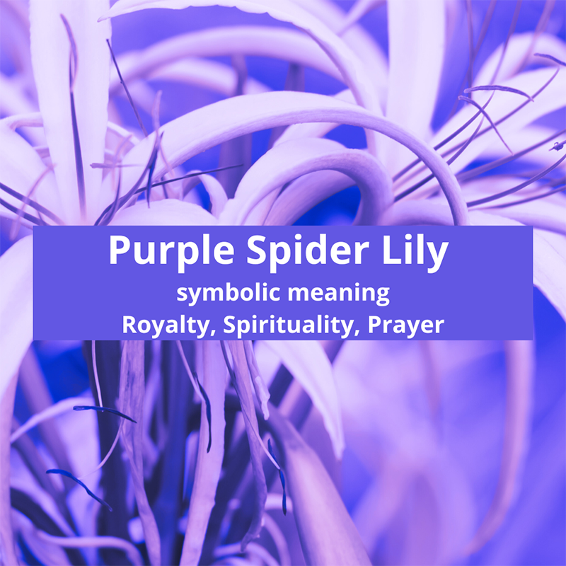purple-spider-lily
