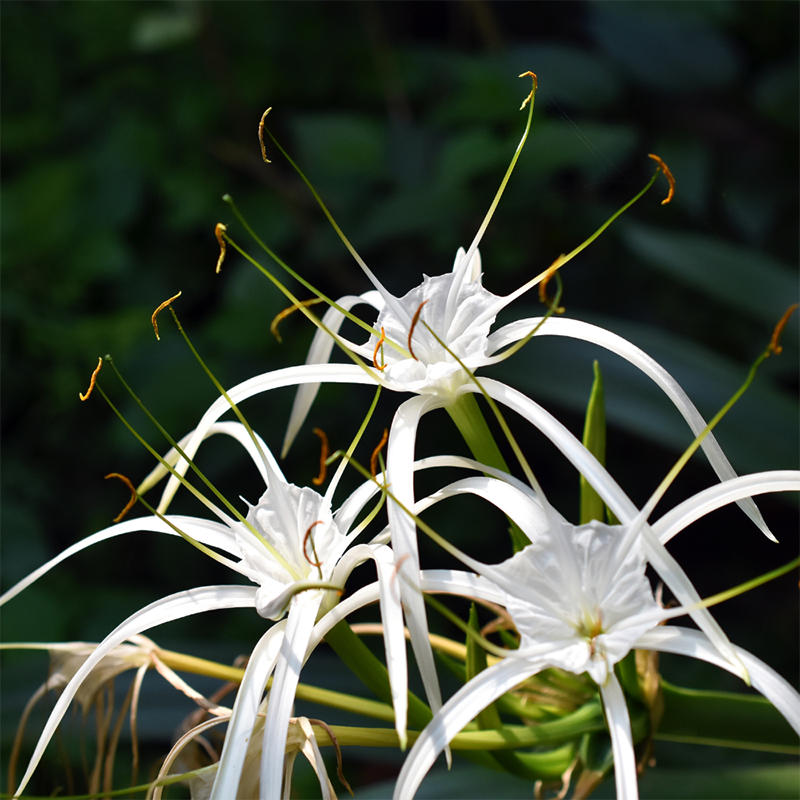 white-spider-lily
