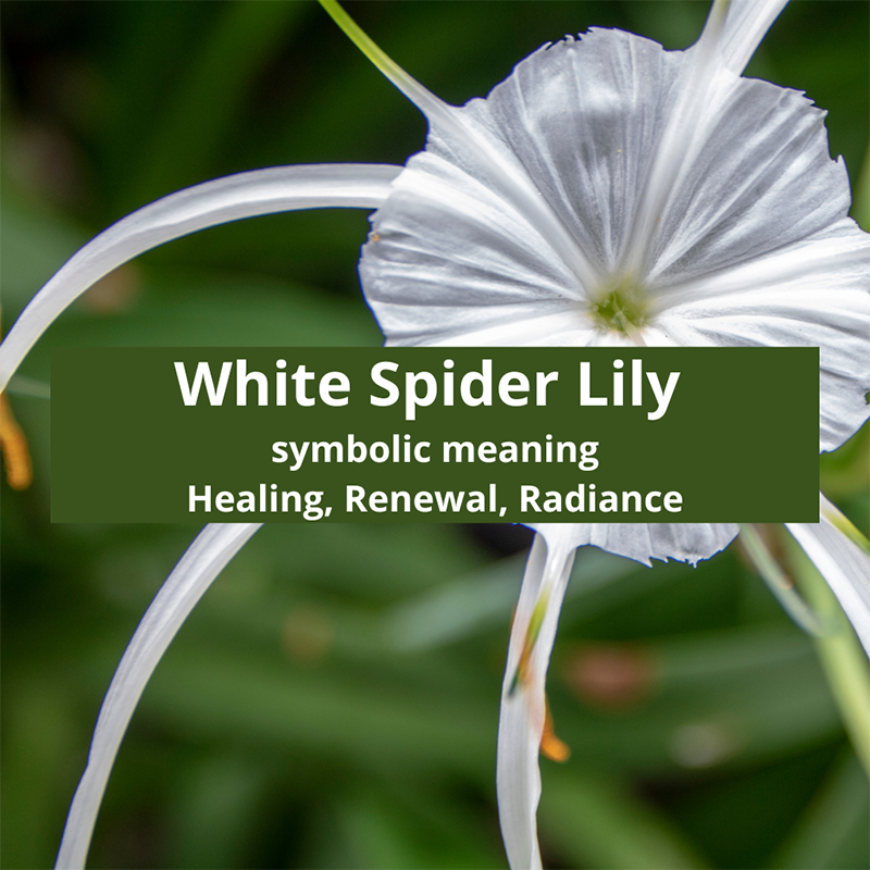 white-spider-lily-symbolic-meaning
