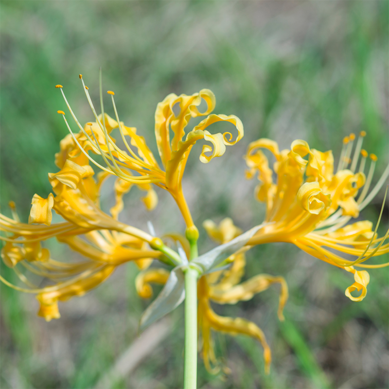 yellow-spider-lily