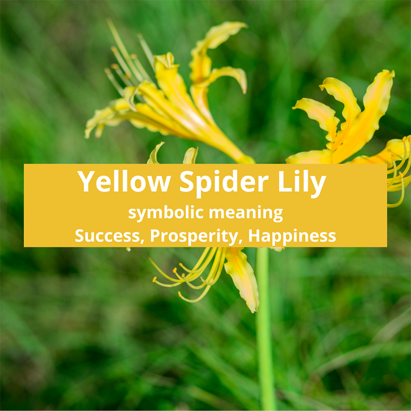 yellow-spider-lily-symbolic-meaning