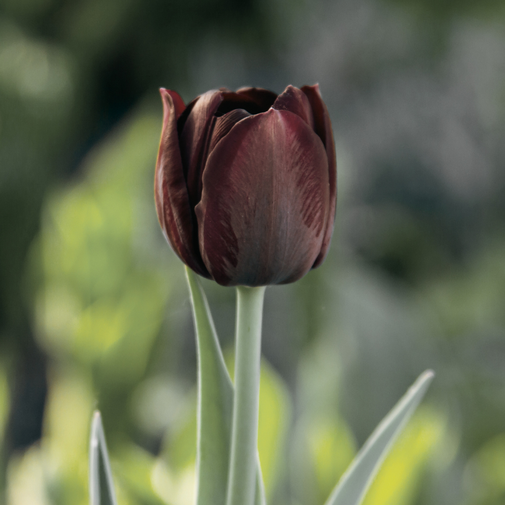 Brown-tulip-flower-