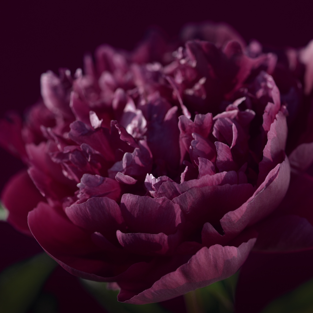 Burgundy-peony-flower-