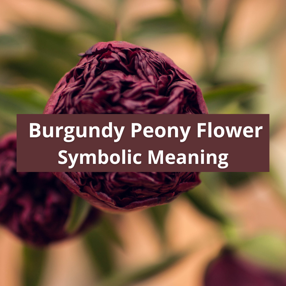 Burgundy-peony-flower-symbolic-meaning-