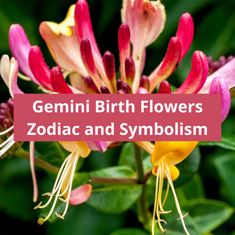 Gemini-Birth-Flowers-zodiac-and-symbolism