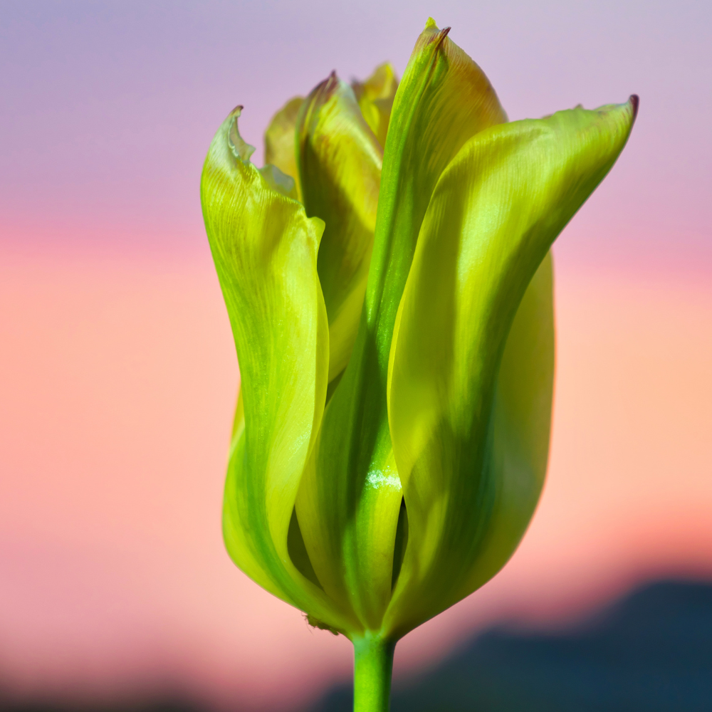 Green-tulip-flower