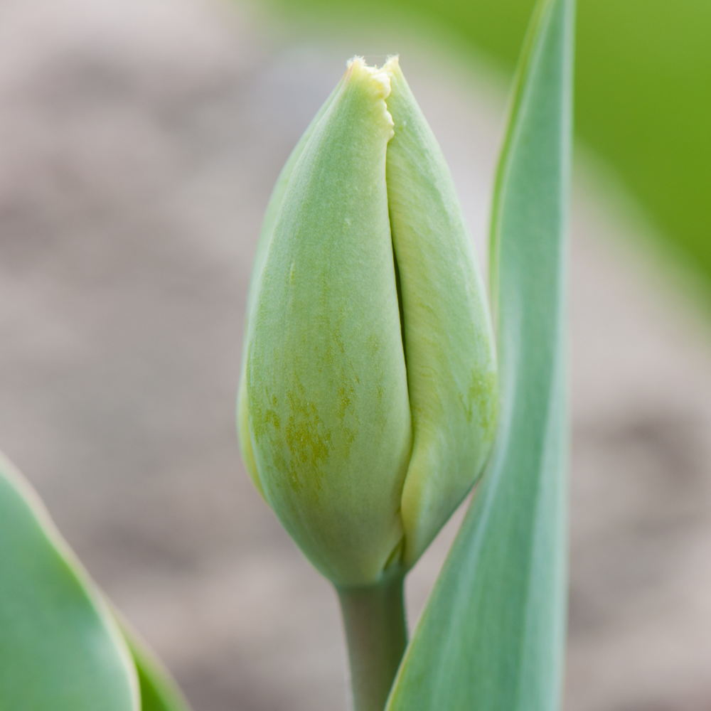 Green-tulip-flower