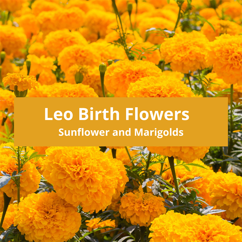 Leo-Birth-Flowers-Sunflower-and-Marigolds