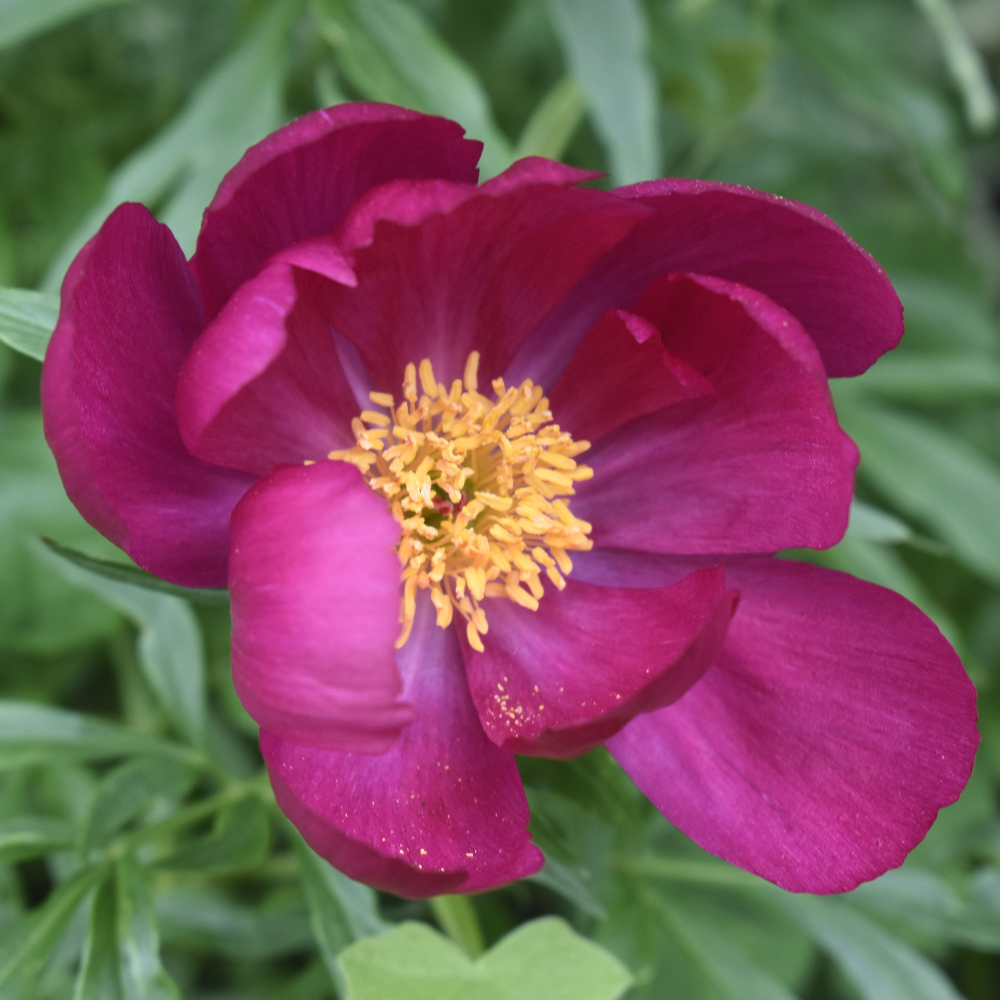 Magenta-peony-flower-