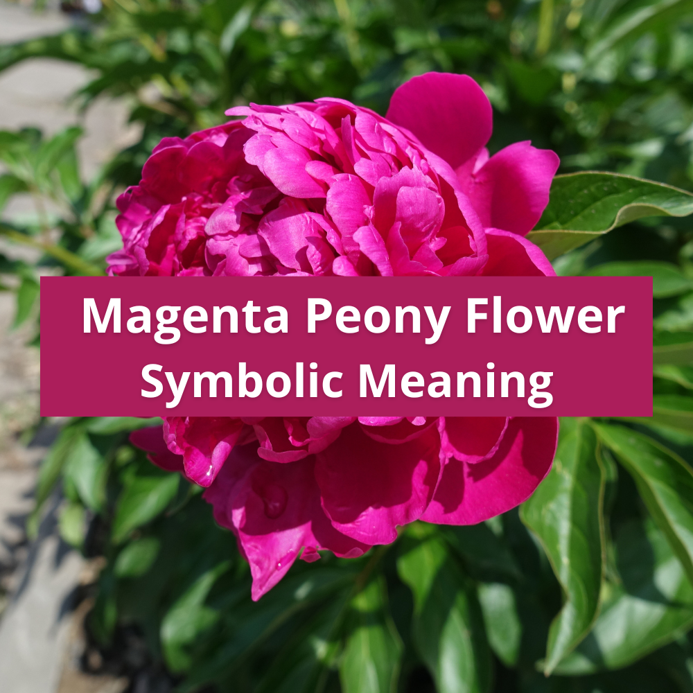 Magenta-peony-flower-symbolic-meaning-