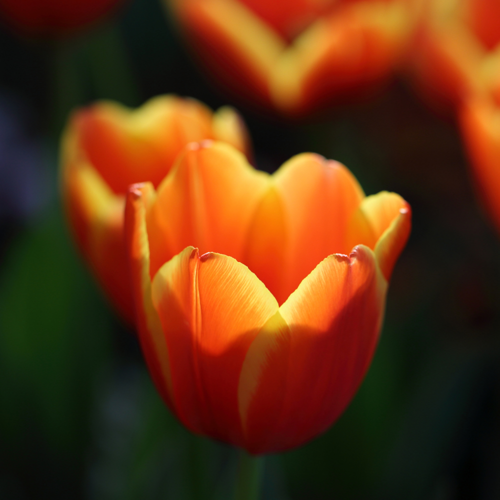 Orange-tulip-flower