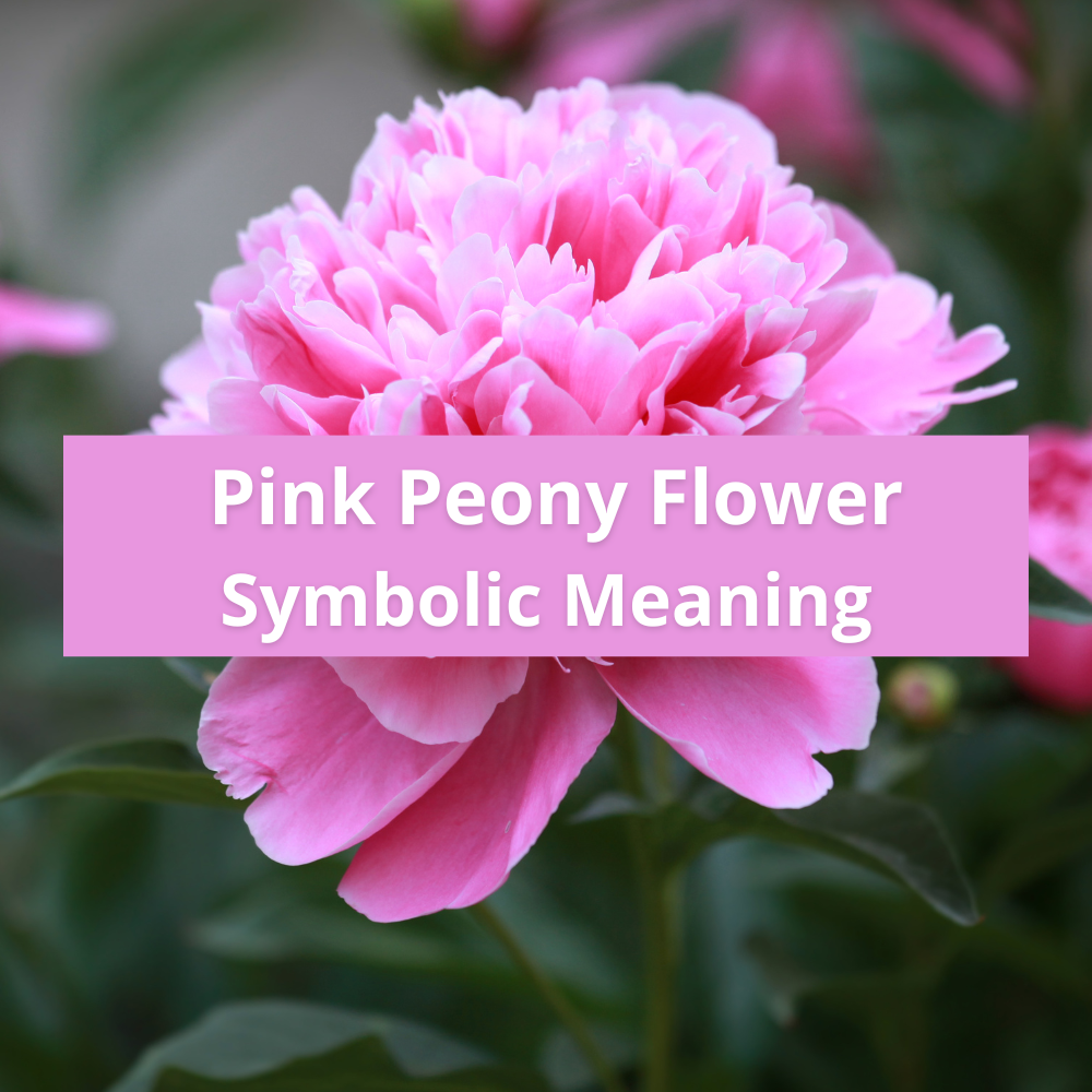 Pink-peony-flower-symbolic-meaning