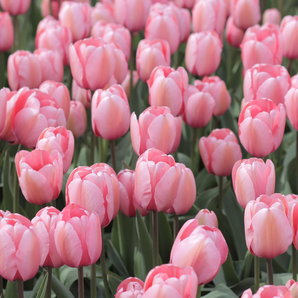 Pink-tulip-flower