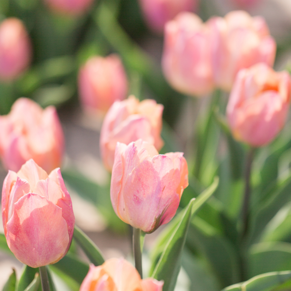 Pink-tulip-flower-