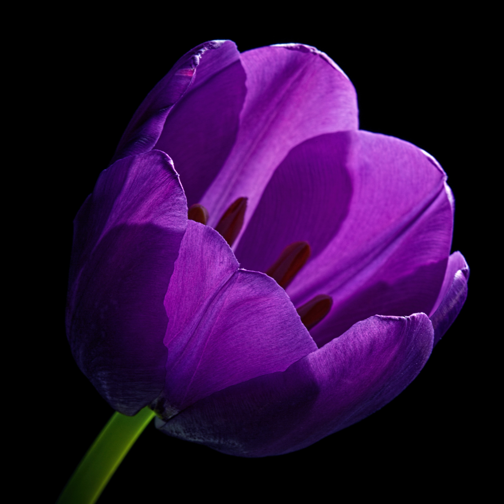 Purple-tulip-flower-