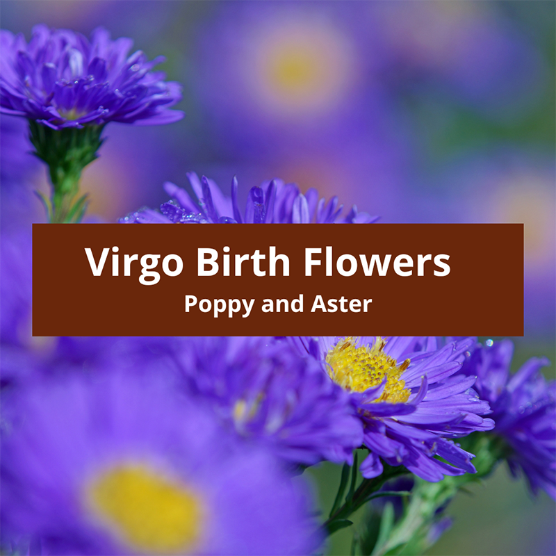 Virgo-Birth-Flowers-Poppy-and-Aster