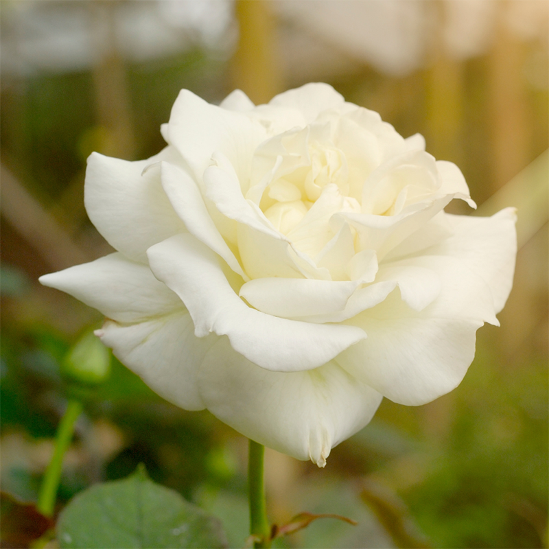 white-rose