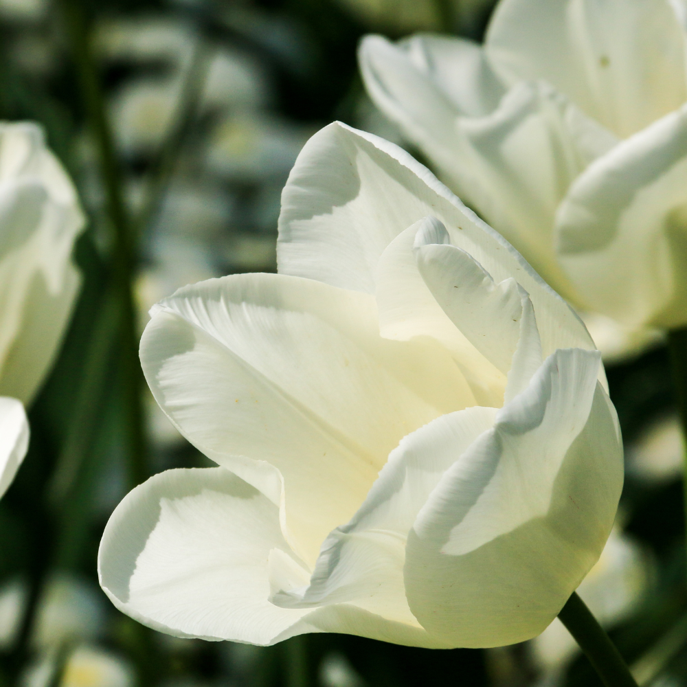 White-tulip-flower
