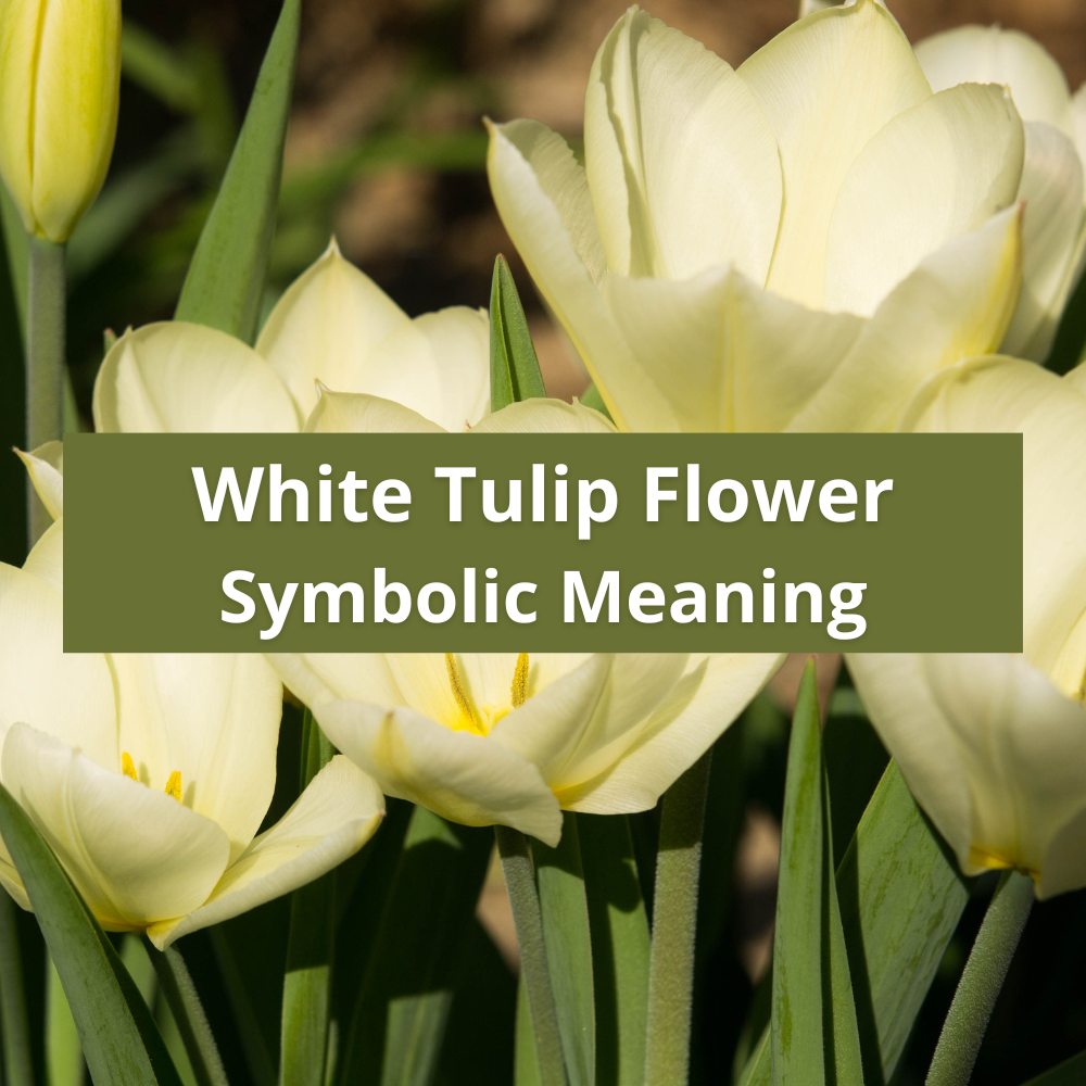 White-tulip-flower-symbolic-meaning-