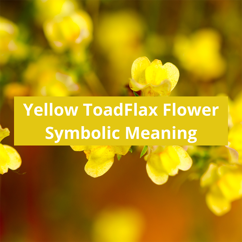 Yellow-Toadflax-symbolic-meaning