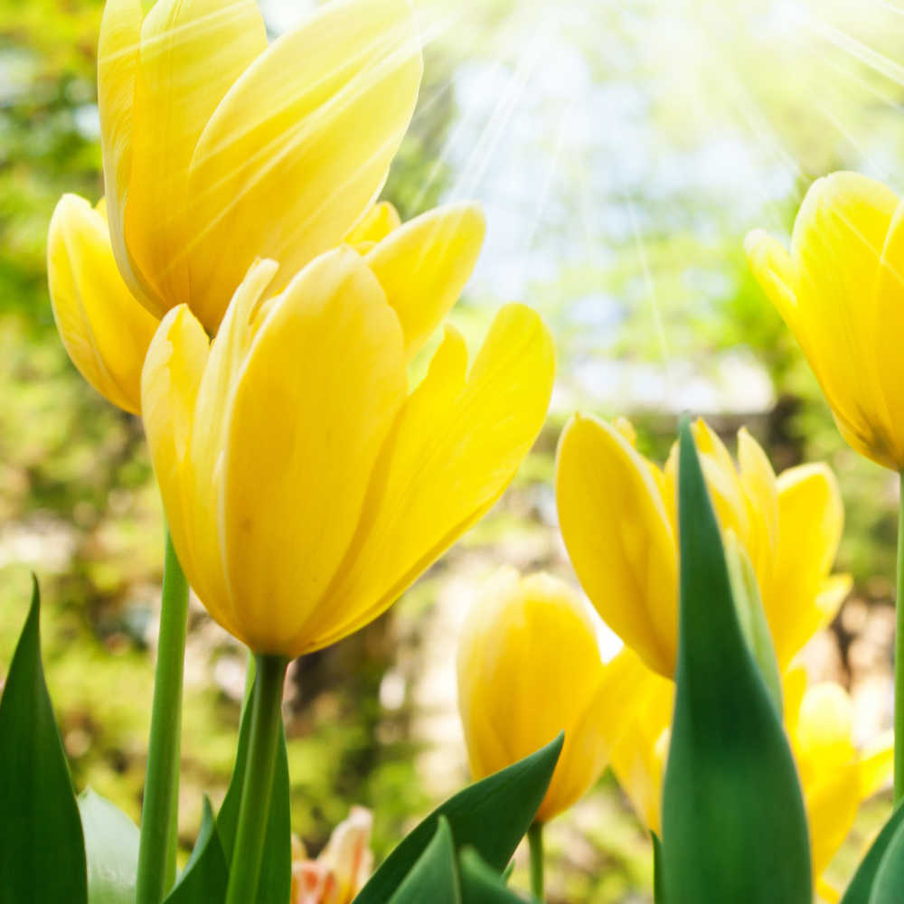 Yellow-tulip-flower-