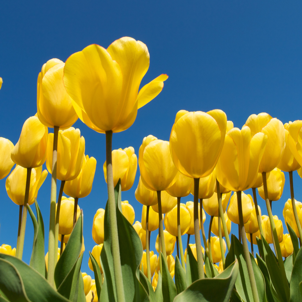 Yellow-tulip-flower