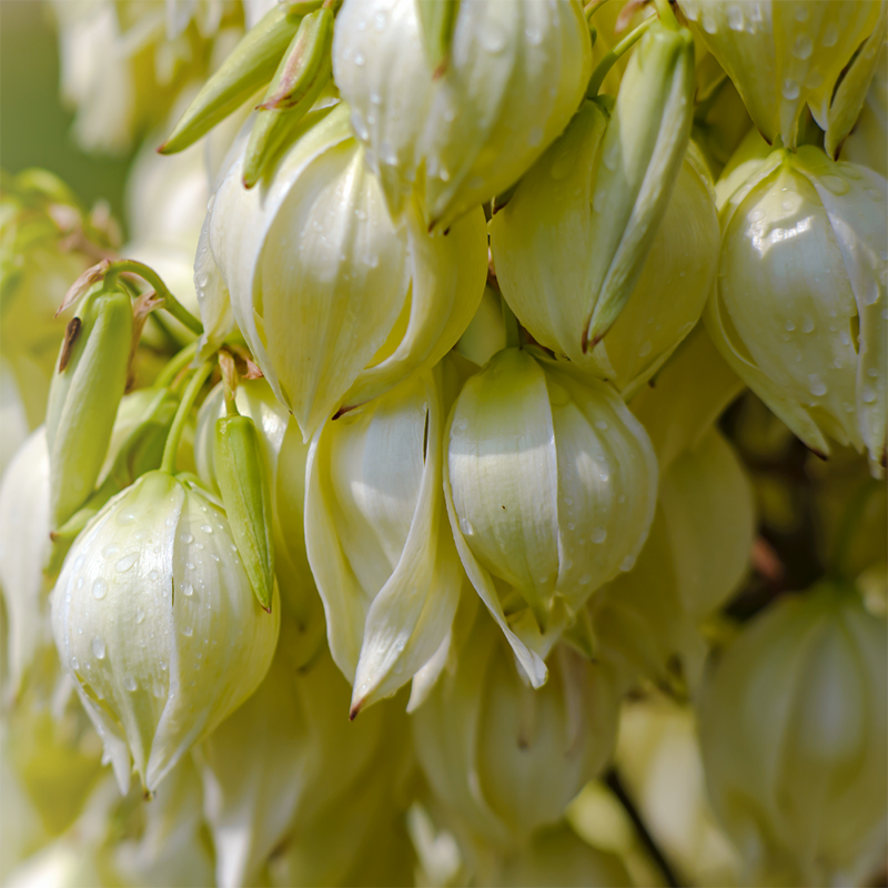 Yucca-flowers