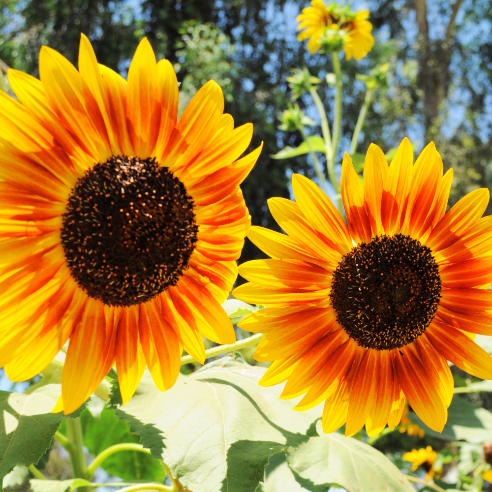bi-color-sunflower-flower-