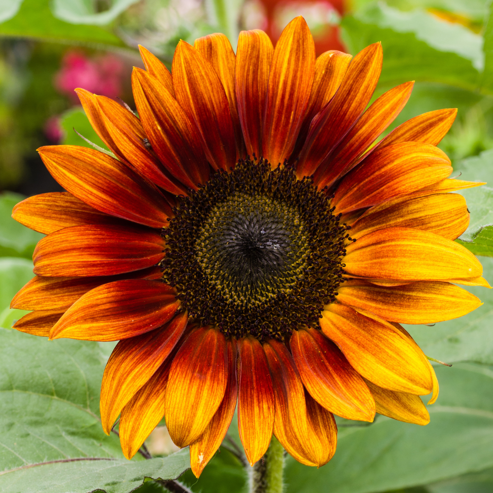 bi-color-sunflower-flower-bi-color-sunflower-flower-