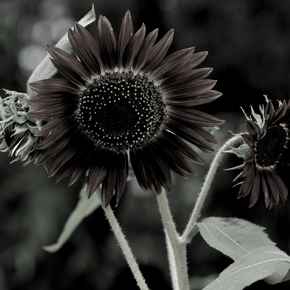 black-sunflower-flower-