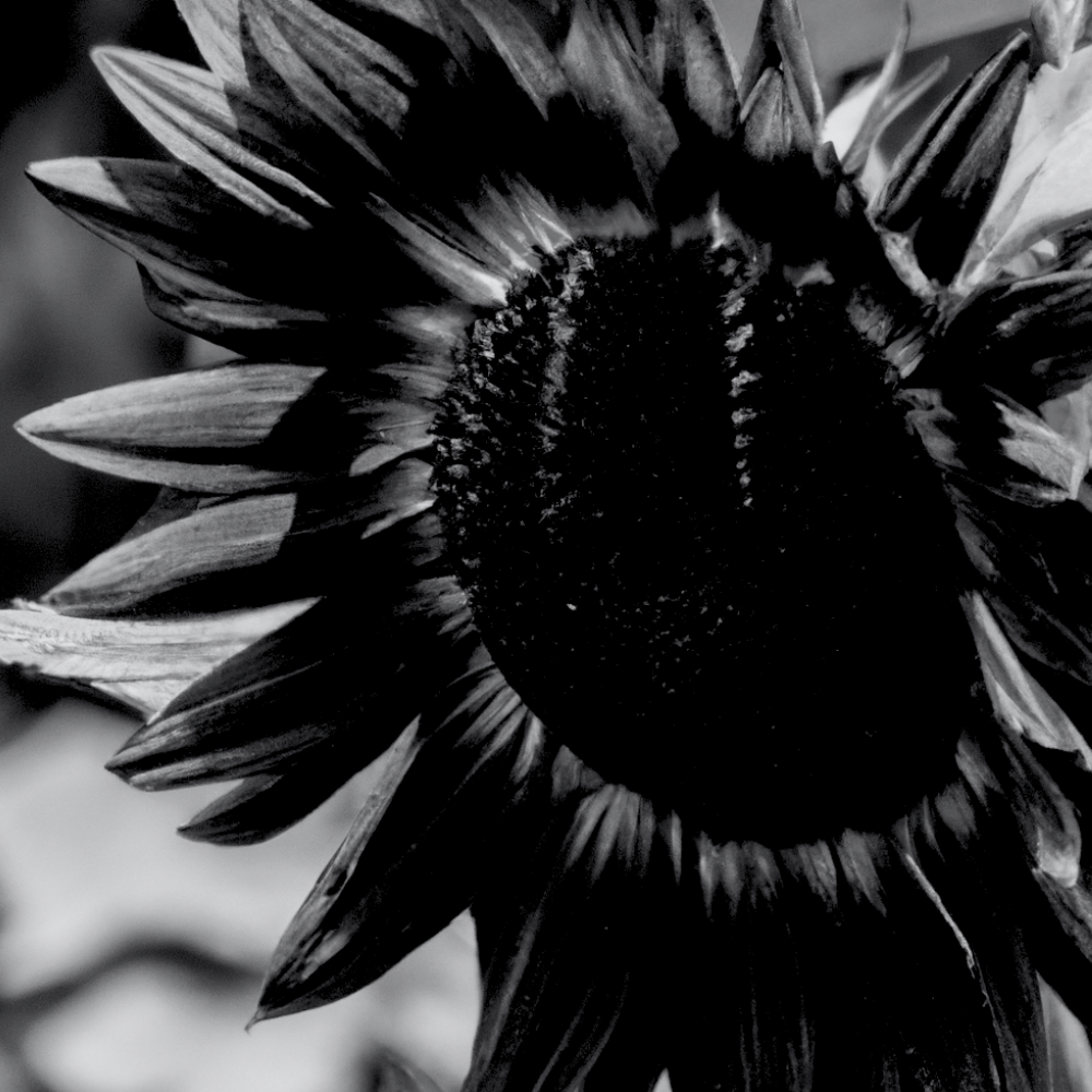 black-sunflower-flower-