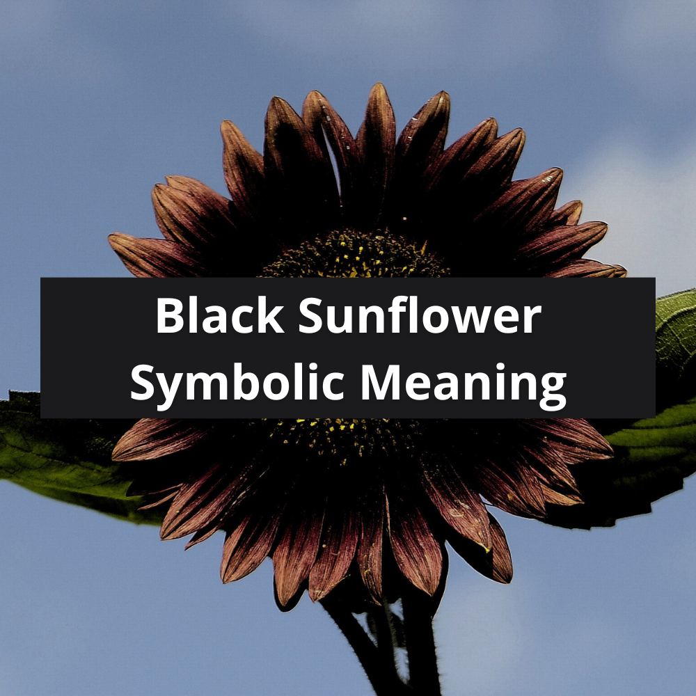 black-sunflower-flower-symbolic-meaning-