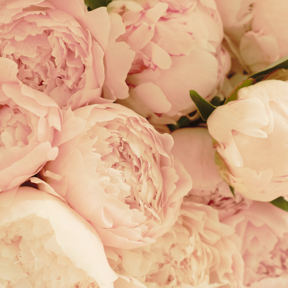 blush-peony-flower-