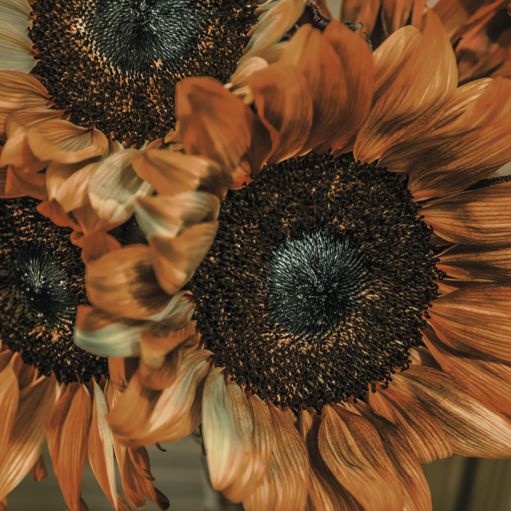 brown-sunflower-flower-