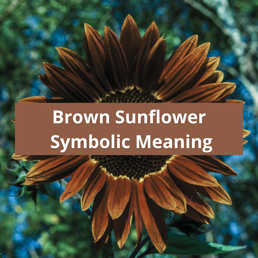 brown-sunflower-flower-symbolic-meaning-