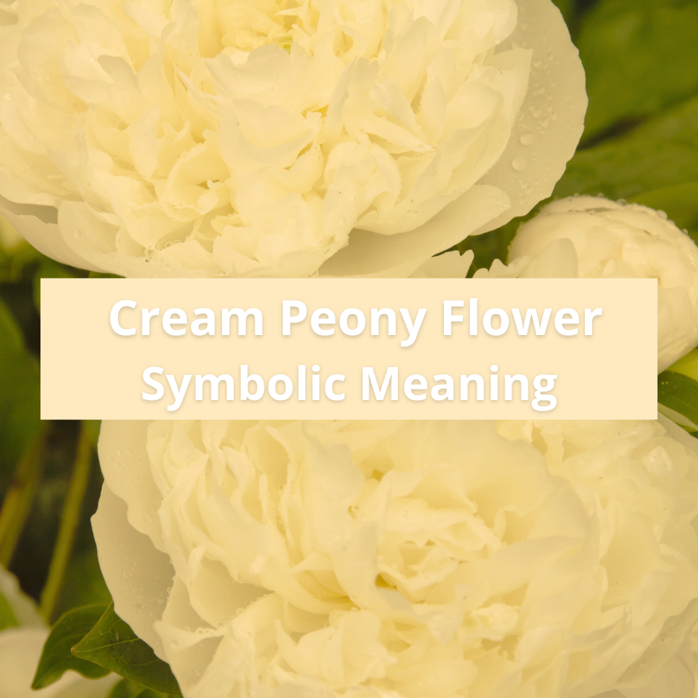 cream-peony-flower-symbolic-meaning-