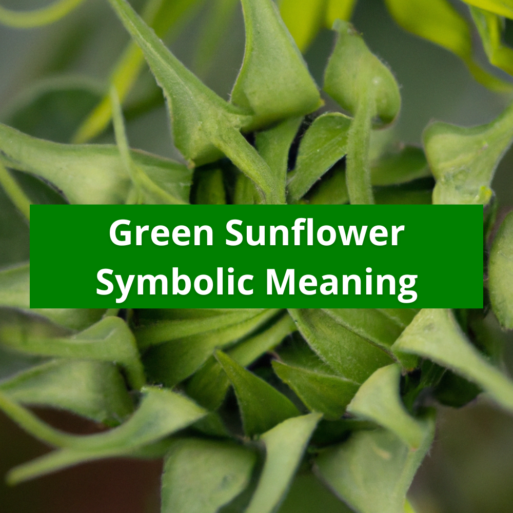 green-sunflower-flower-symbolic-meaning-