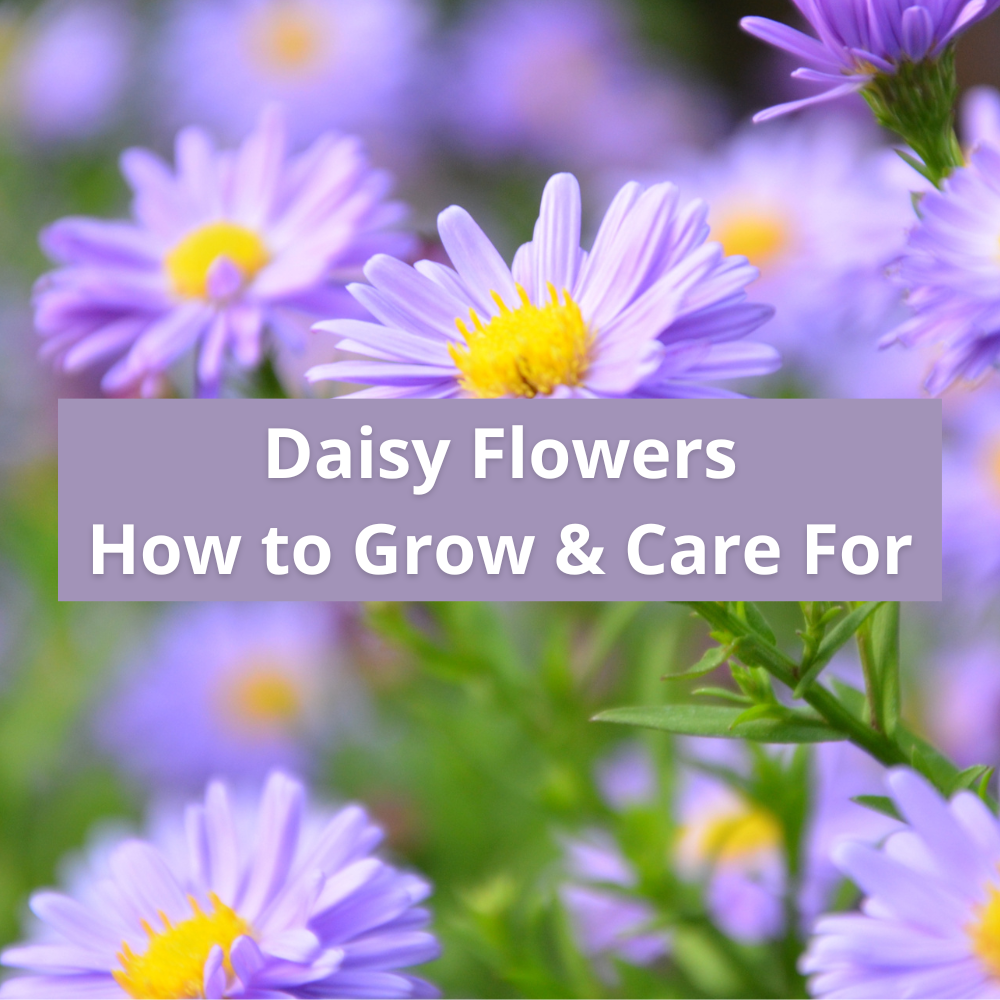 how-to-grow-and-care-for-daisy-flowers-