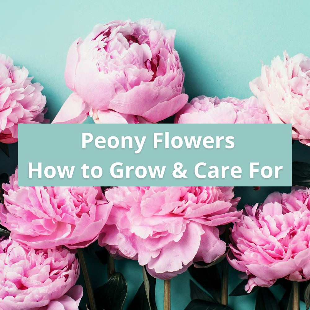 how-to-grow-and-care-for-peony-flowers-