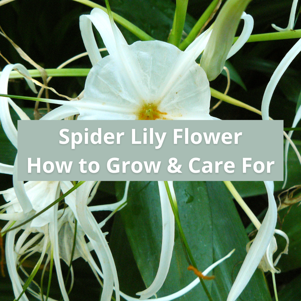 how-to-grow-and-care-for-spider-lily-flowers-